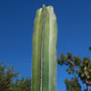 Mexican Fence Post Cactus &