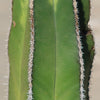 Mexican Fence Post Cactus &