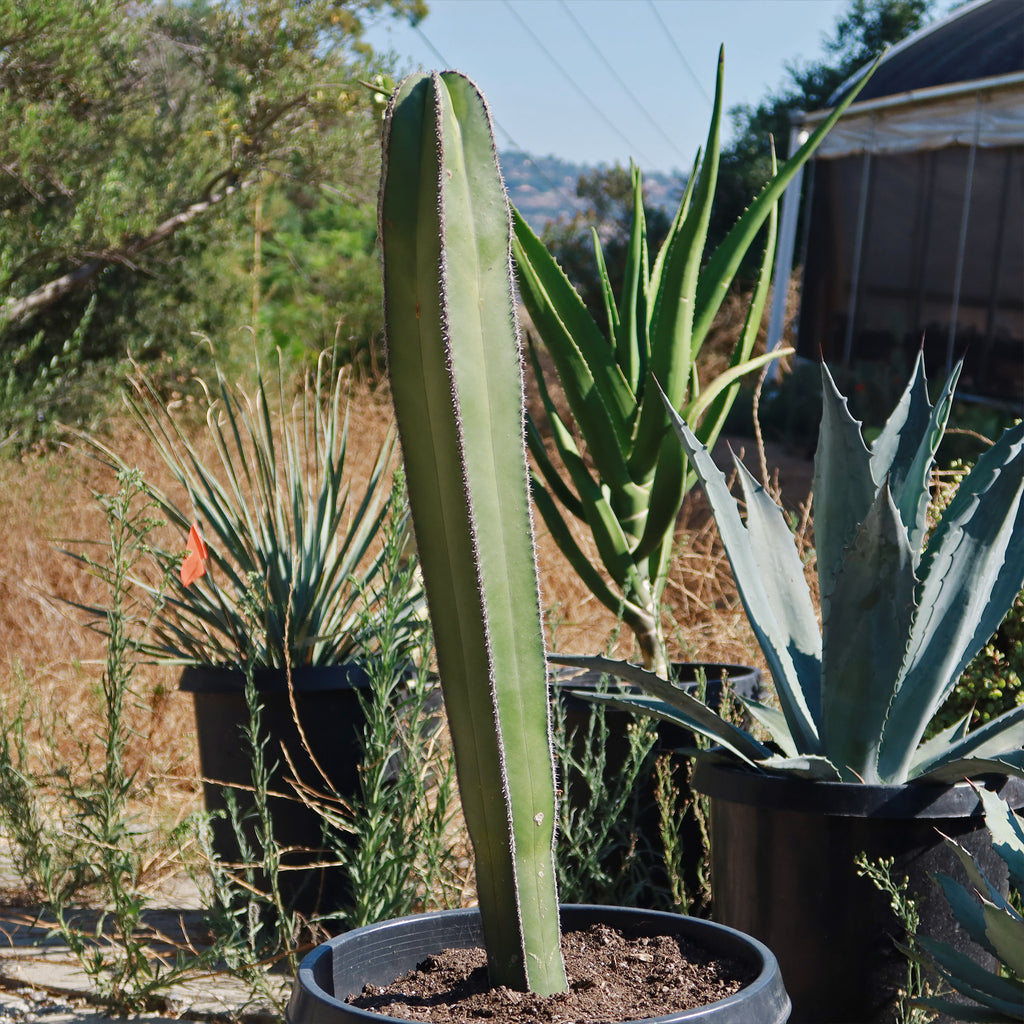 Mexican Fence Post Cactus &