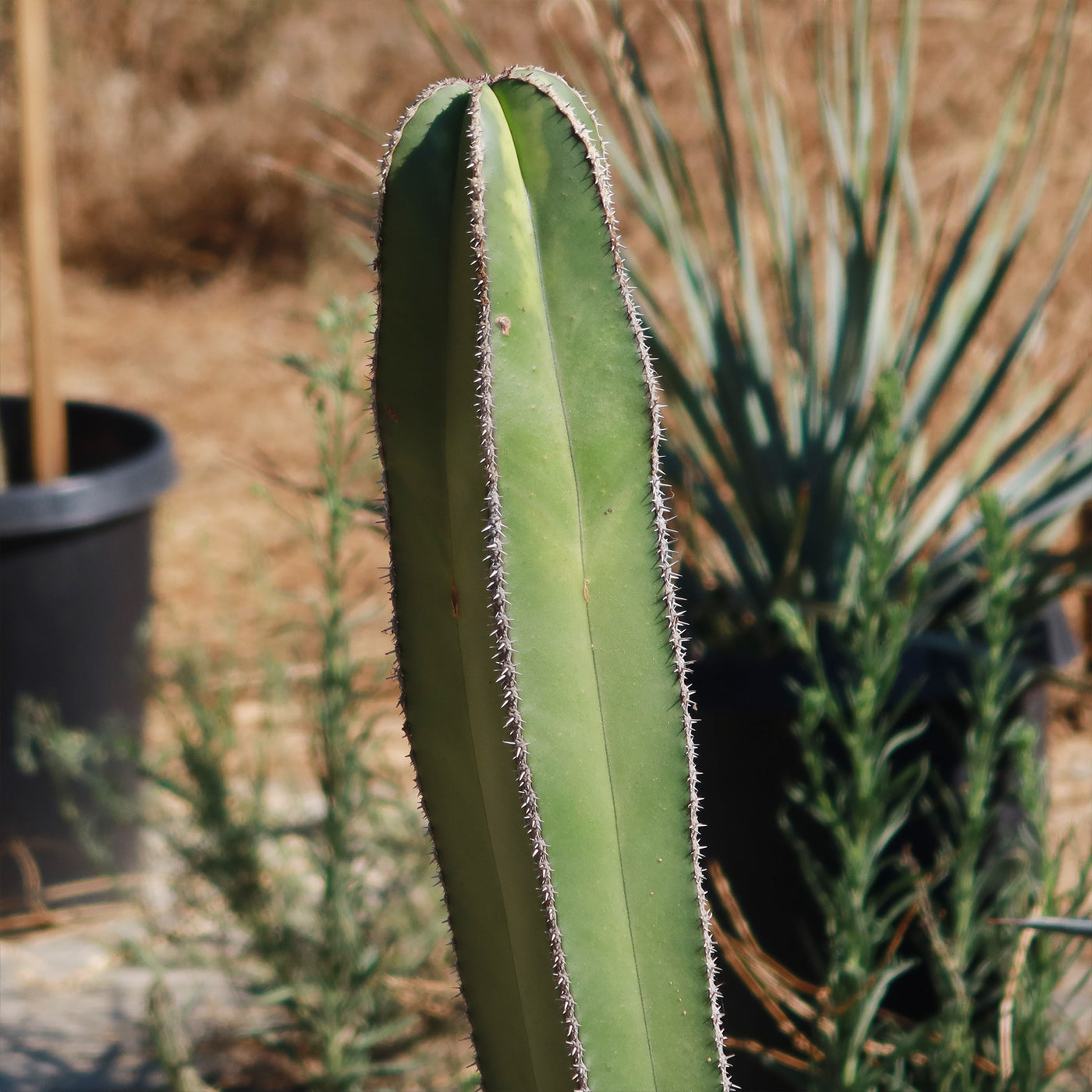 Mexican Fence Post Cactus 'Pachycereus marginatus'
