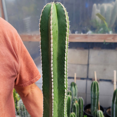 Mexican Fence Post Cactus 'Pachycereus marginatus' (9)