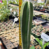 Mexican Fence Post Cactus &