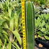 Mexican Fence Post Cactus &