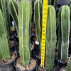 Mexican Fence Post Cactus &