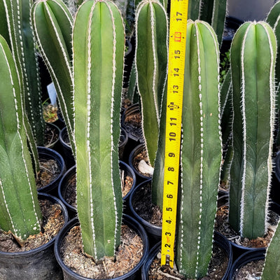 Mexican Fence Post Cactus 'Pachycereus marginatus' (19)