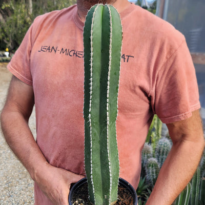 Mexican Fence Post Cactus 'Pachycereus marginatus' (11)