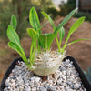 Pachypodium brevicaule