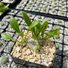 Pachypodium brevicaule