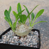 Pachypodium brevicaule