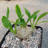 Pachypodium brevicaule