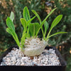 Pachypodium brevicaule