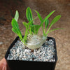 Pachypodium brevicaule