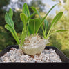 Pachypodium brevicaule