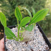 Pachypodium brevicaule