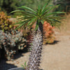 Madagascar Palm Plant - Pachypodium lamerei