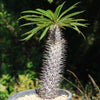 Madagascar Palm Plant - Pachypodium lamerei