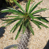 Madagascar Palm Plant - Pachypodium lamerei