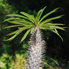 Madagascar Palm Plant - Pachypodium lamerei