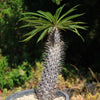 Madagascar Palm Plant - Pachypodium lamerei