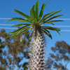 Madagascar Palm Plant - Pachypodium lamerei