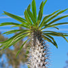 Madagascar Palm Plant - Pachypodium lamerei