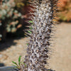 Madagascar Palm Plant - Pachypodium lamerei