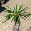 Madagascar Palm Plant - Pachypodium lamerei