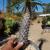 Madagascar Palm Plant - Pachypodium lamerei