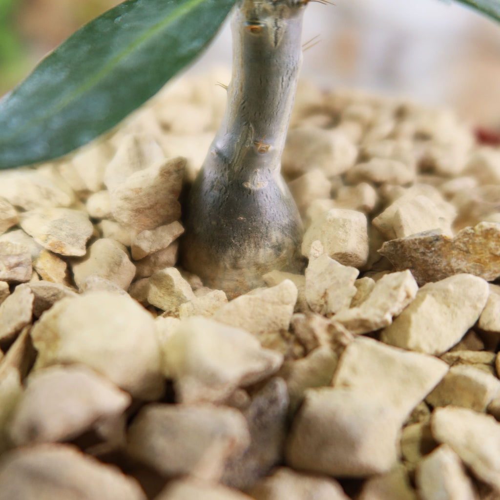 Pachypodium bispinosum