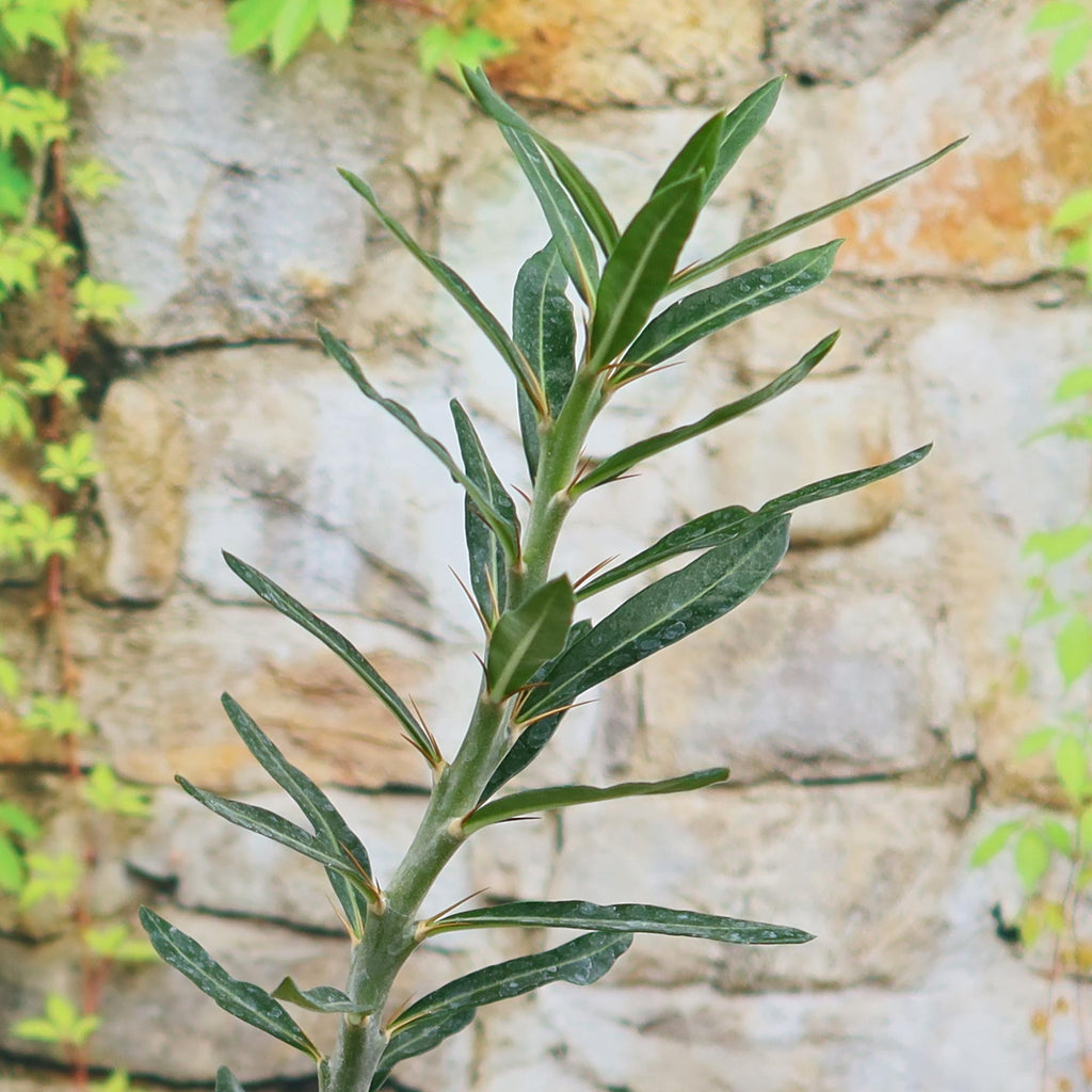 Pachypodium bispinosum