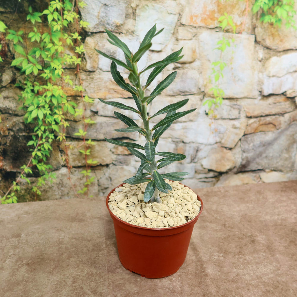 Pachypodium bispinosum
