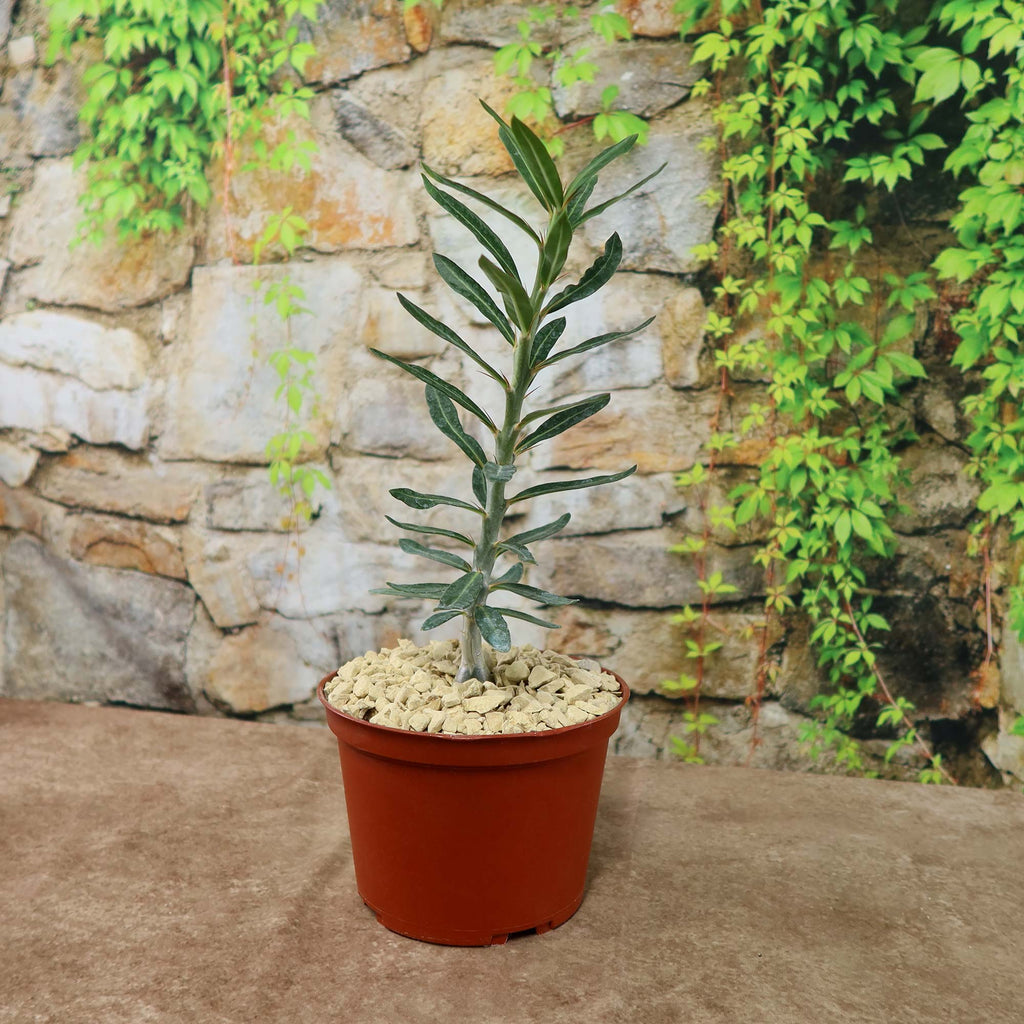 Pachypodium bispinosum