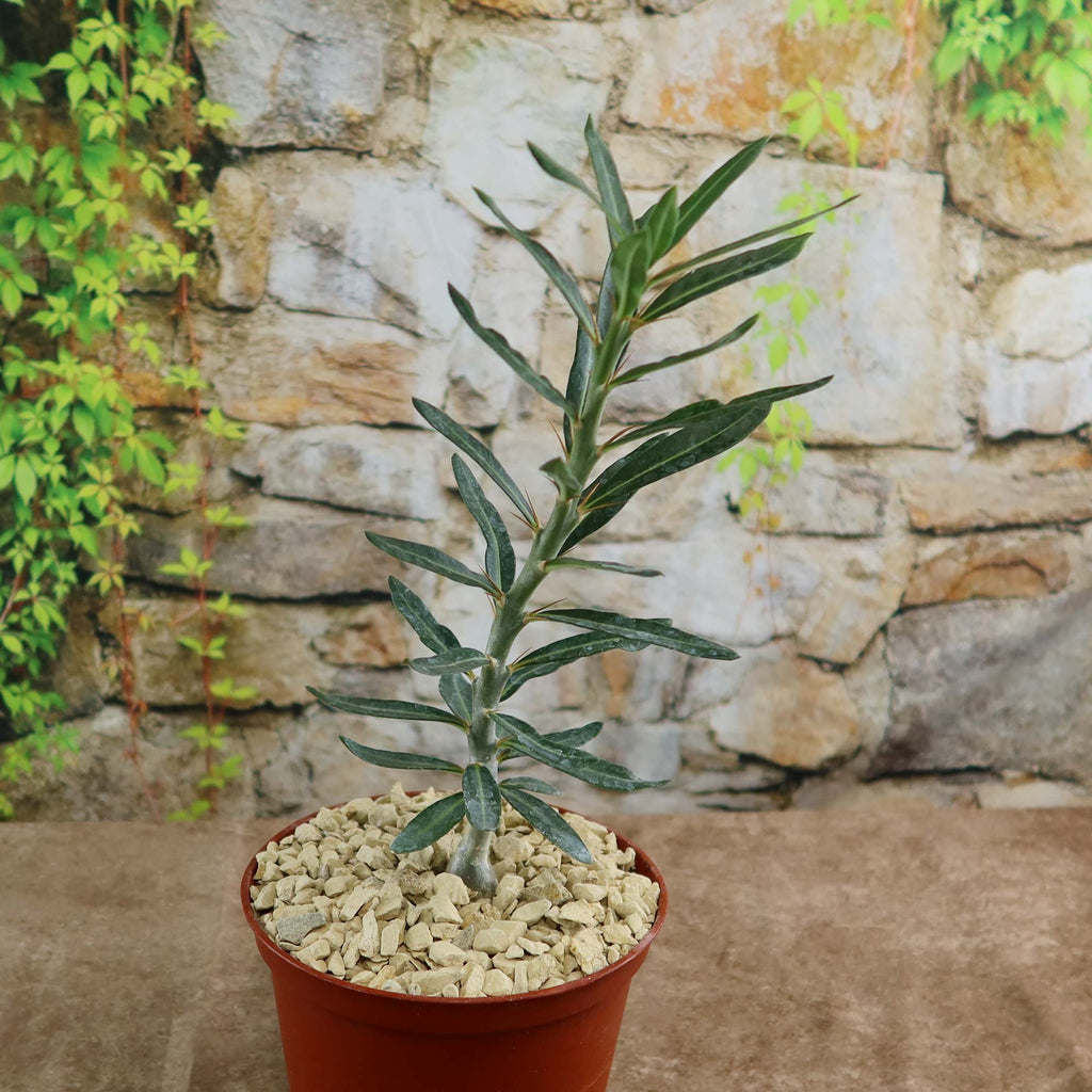 Pachypodium bispinosum