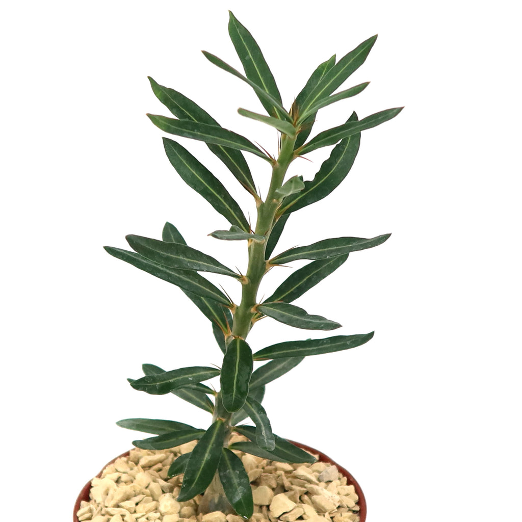 Pachypodium bispinosum