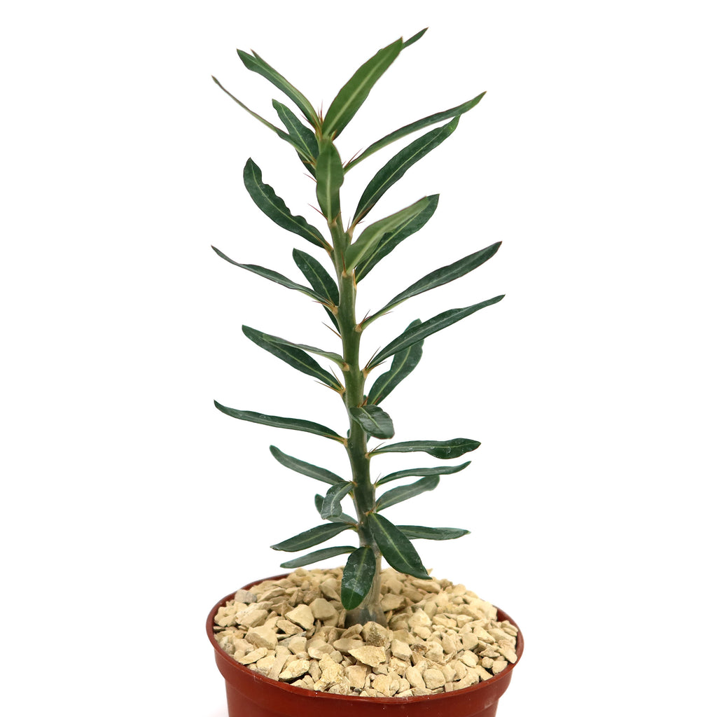 Pachypodium bispinosum