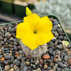 Pachypodium brevicaule