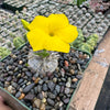 Pachypodium brevicaule