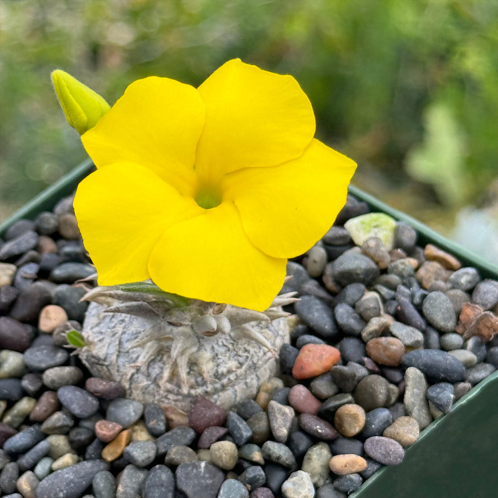 Pachypodium brevicaule