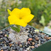 Pachypodium brevicaule