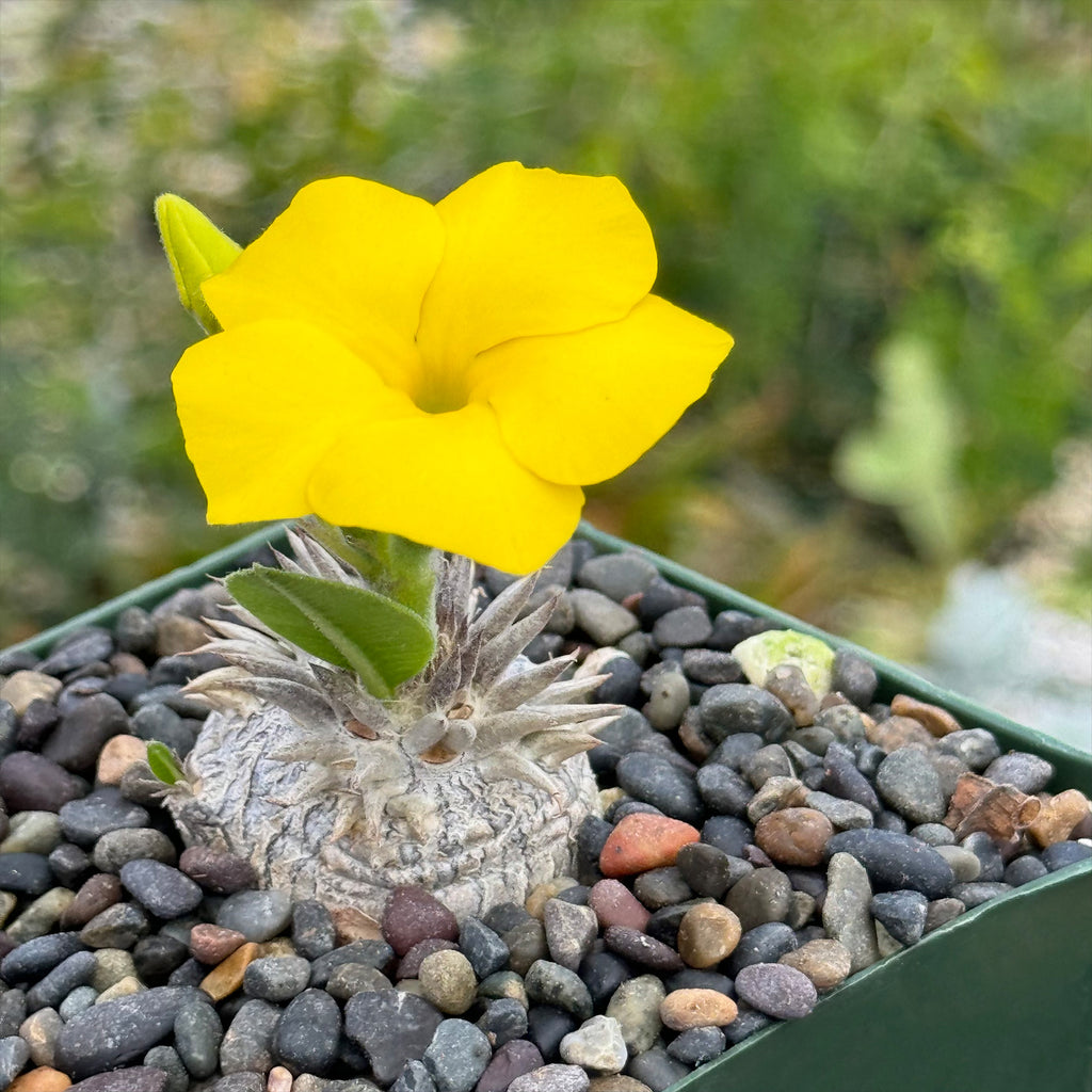 Pachypodium brevicaule