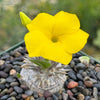 Pachypodium brevicaule