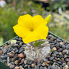 Pachypodium brevicaule