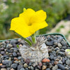 Pachypodium brevicaule