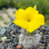 Pachypodium brevicaule