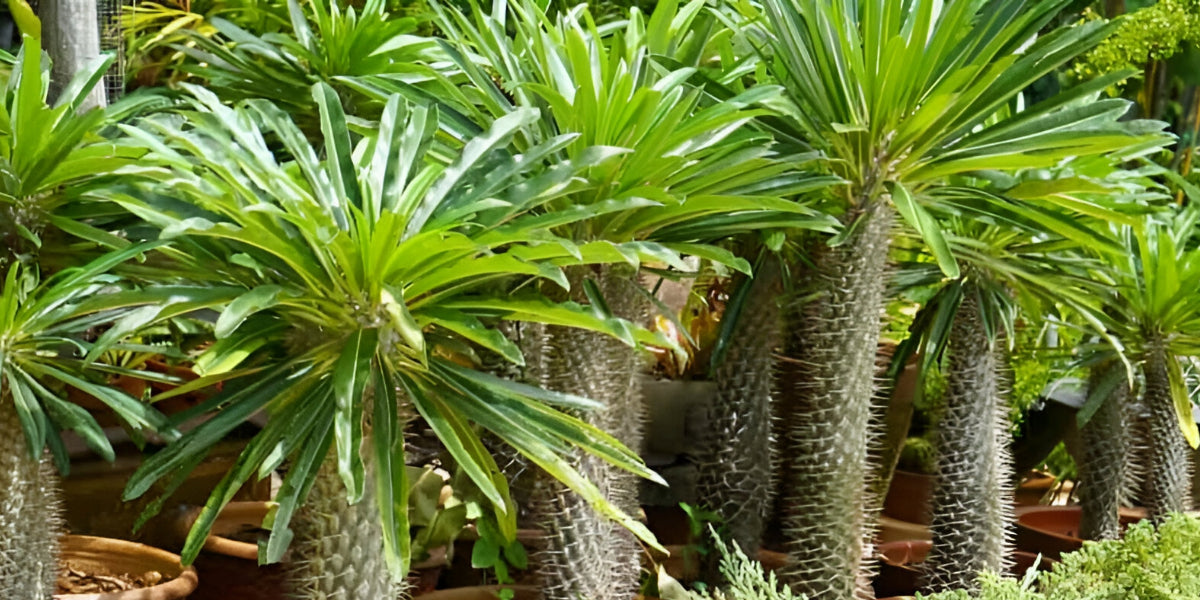 Pachypodium Plant Types