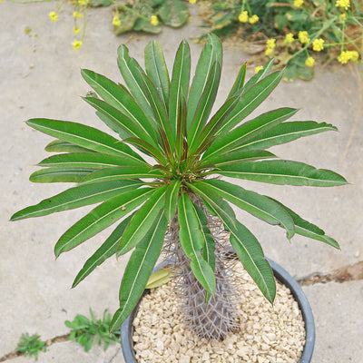 Madagascar Palm Plant - Pachypodium lamerei -15