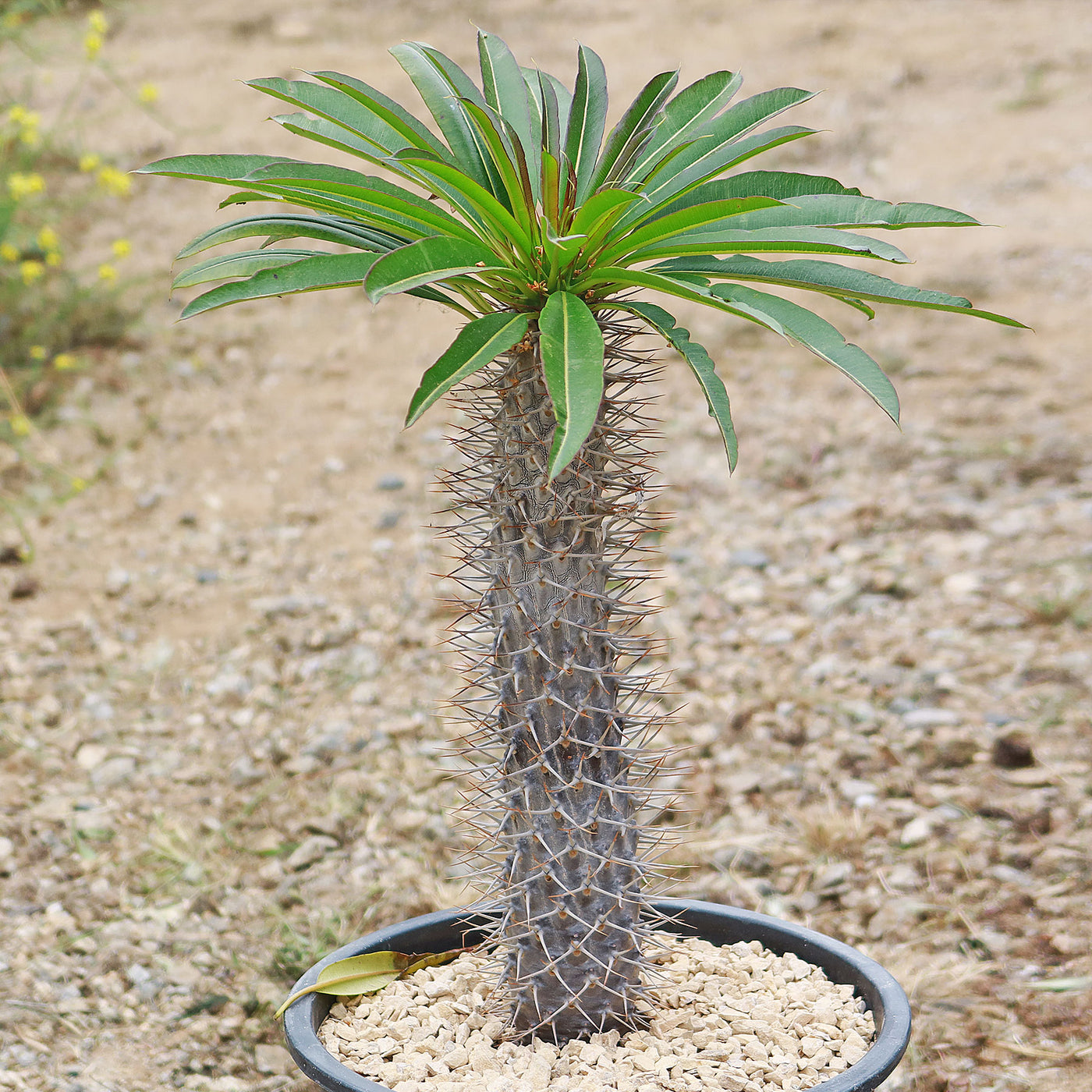 Madagascar Palm Plant - Pachypodium lamerei - 4