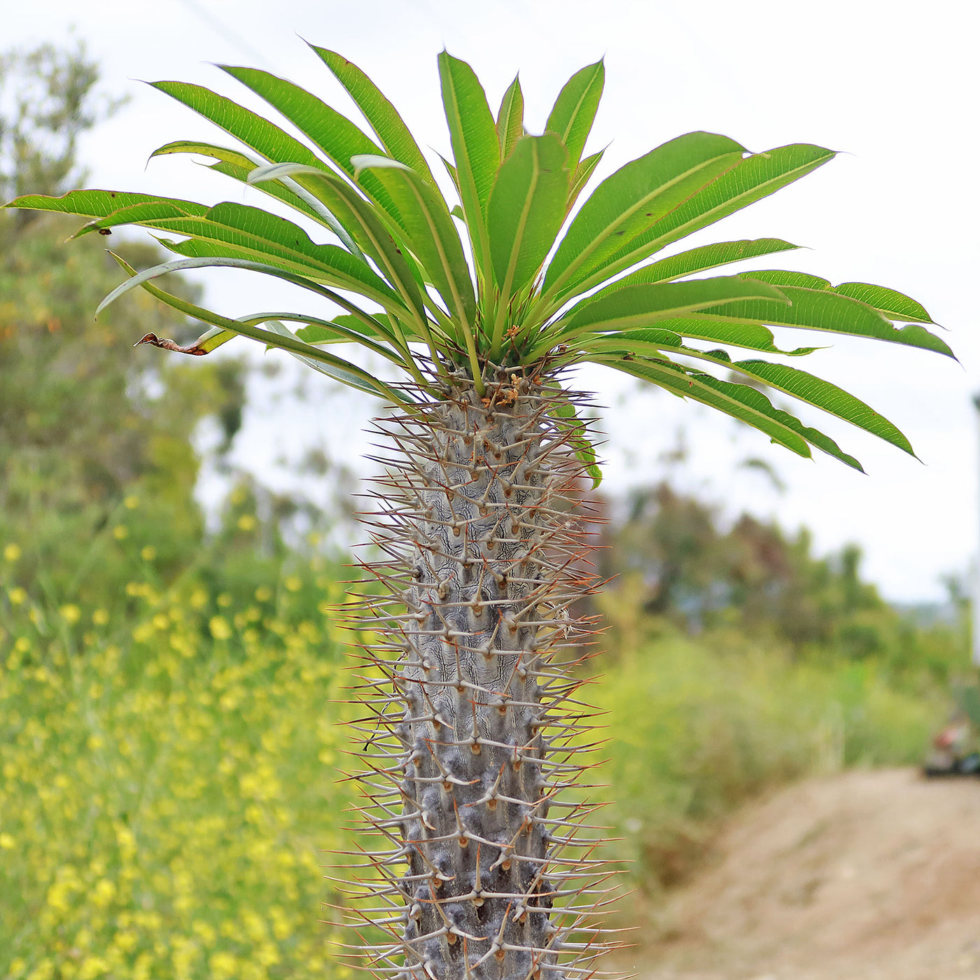 spiky palm tree like plant Shop 'Madagascar Palm - Pachypodium lamerei' Care and Info