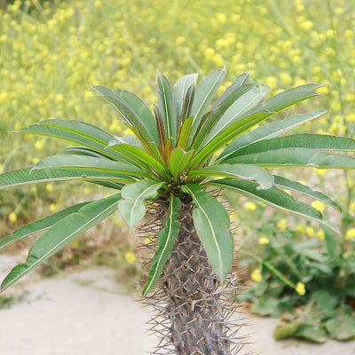 Madagascar Palm Plant - Pachypodium lamerei -12