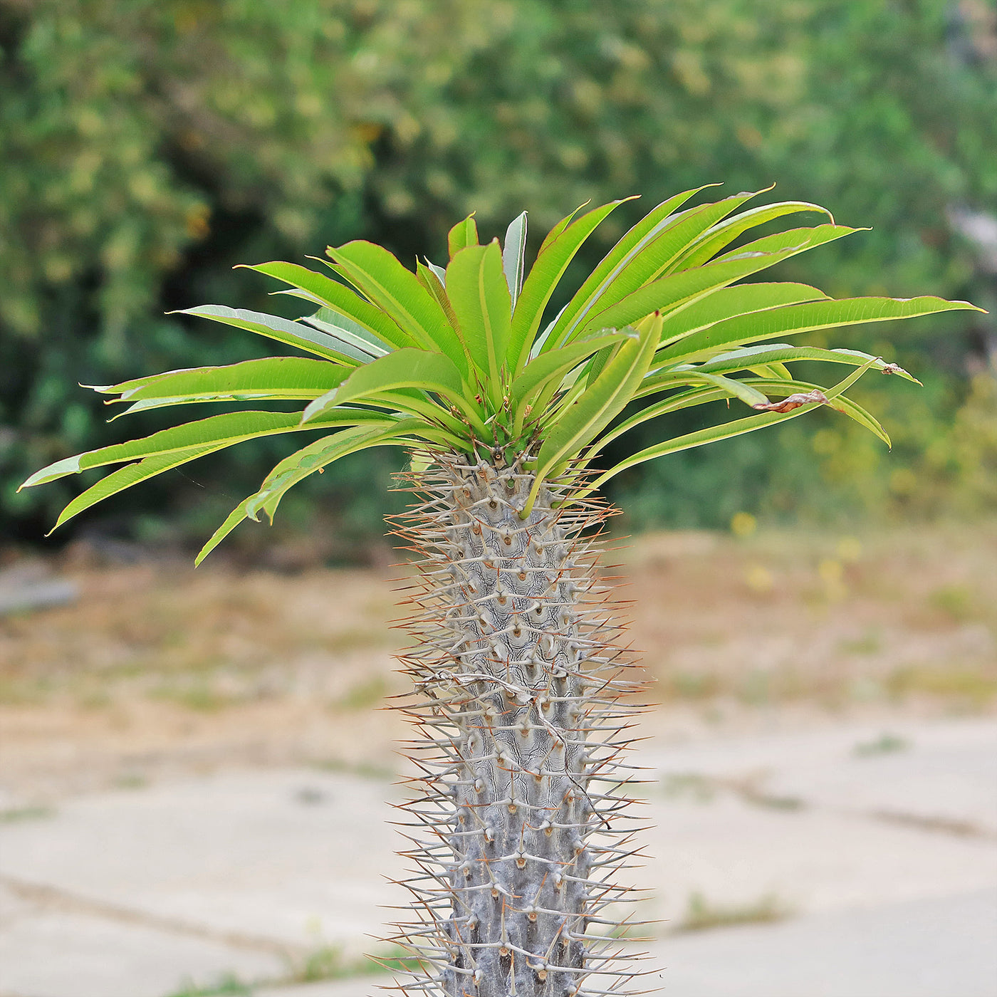 Madagascar Palm Plant - Pachypodium lamerei -13